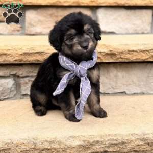 Roscoe, Mini Goldendoodle Puppy