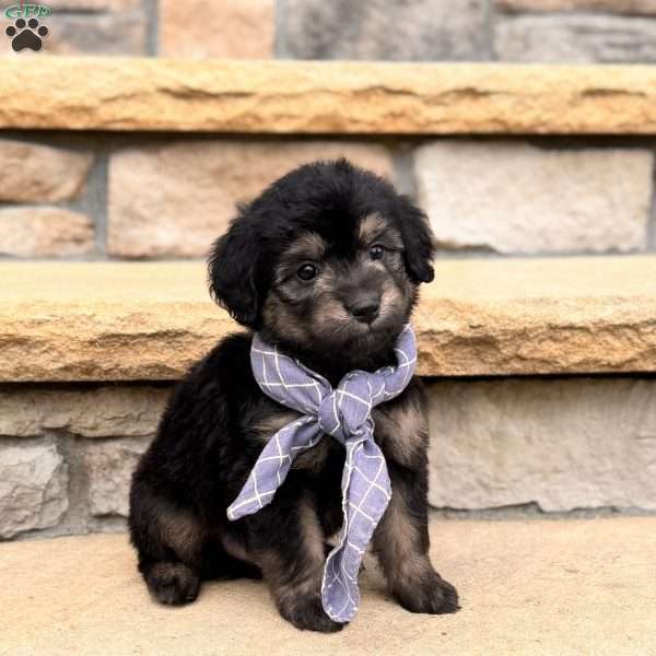 Roscoe, Mini Goldendoodle Puppy