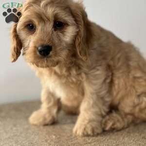Floyd, Cavapoo Puppy