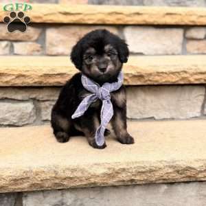 Roscoe, Mini Goldendoodle Puppy
