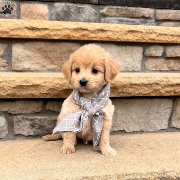 Archie, Mini Goldendoodle Puppy