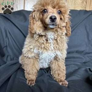 Rada, Toy Poodle Puppy