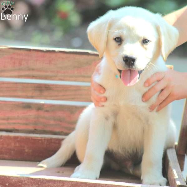 Benny, Yellow Labrador Retriever Puppy