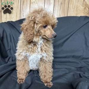 Rada, Toy Poodle Puppy