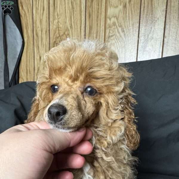 Rada, Toy Poodle Puppy