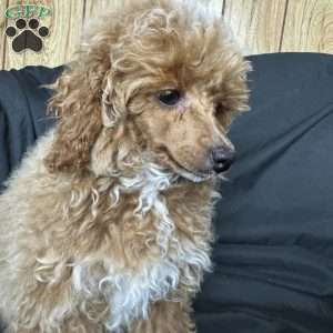 Rada, Toy Poodle Puppy