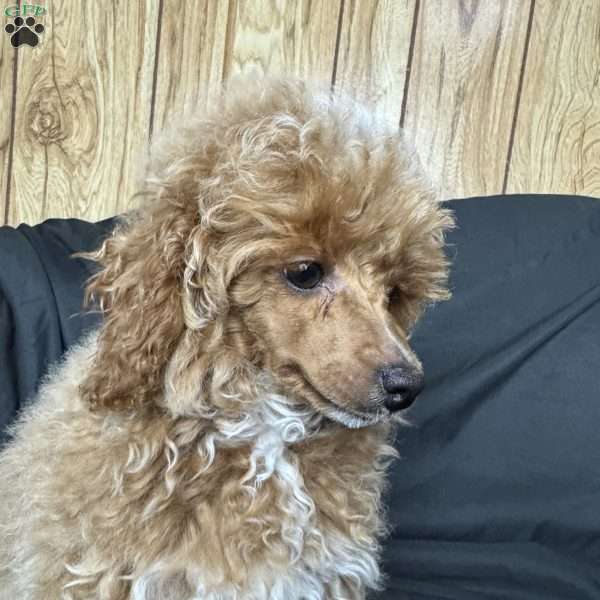 Rada, Toy Poodle Puppy