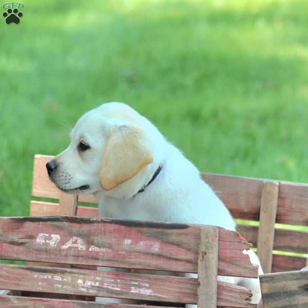 Leo, Yellow Labrador Retriever Puppy
