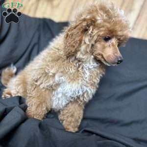 Rada, Toy Poodle Puppy