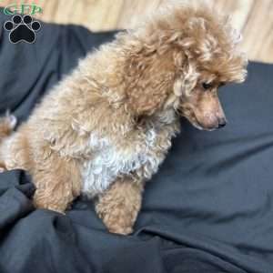 Rada, Toy Poodle Puppy