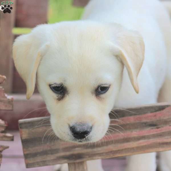 Hunter, Yellow Labrador Retriever Puppy
