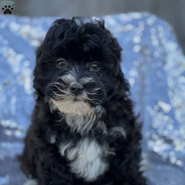 Female, Mal-Shi Puppy
