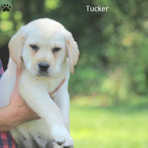 Tucker, Yellow Labrador Retriever Puppy