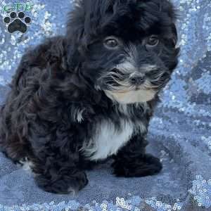 Female, Mal-Shi Puppy