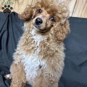 Rada, Toy Poodle Puppy