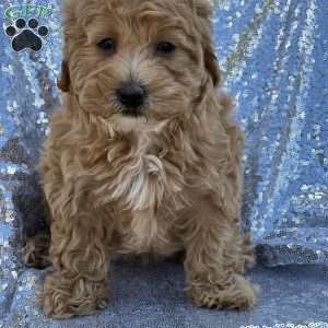Sia, Mal-Shi Puppy