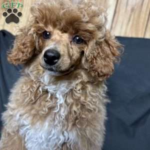 Rada, Toy Poodle Puppy