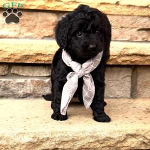 Barley, Mini Goldendoodle Puppy