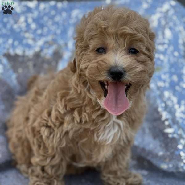Sia, Mal-Shi Puppy