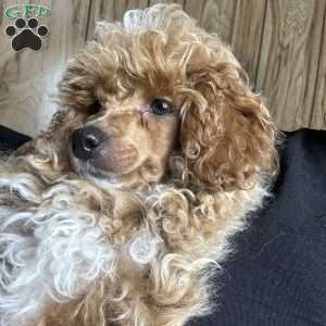 Rada, Toy Poodle Puppy