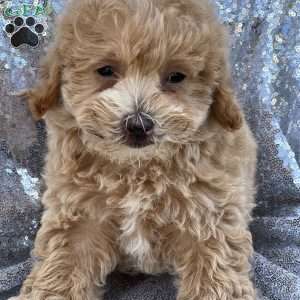 Soleigh, Mal-Shi Puppy