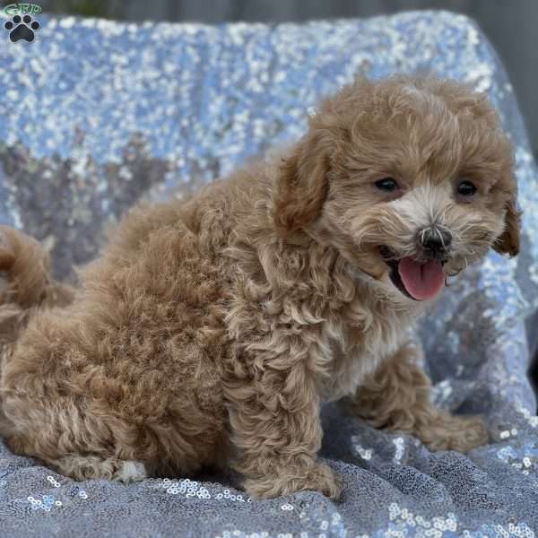 Soleigh, Mal-Shi Puppy