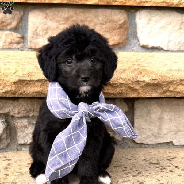 Caine, Mini Goldendoodle Puppy