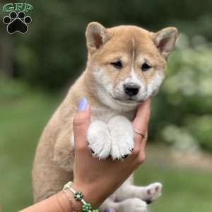 Max, Shiba Inu Puppy
