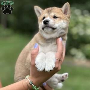 Max, Shiba Inu Puppy