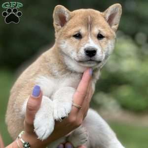 Max, Shiba Inu Puppy