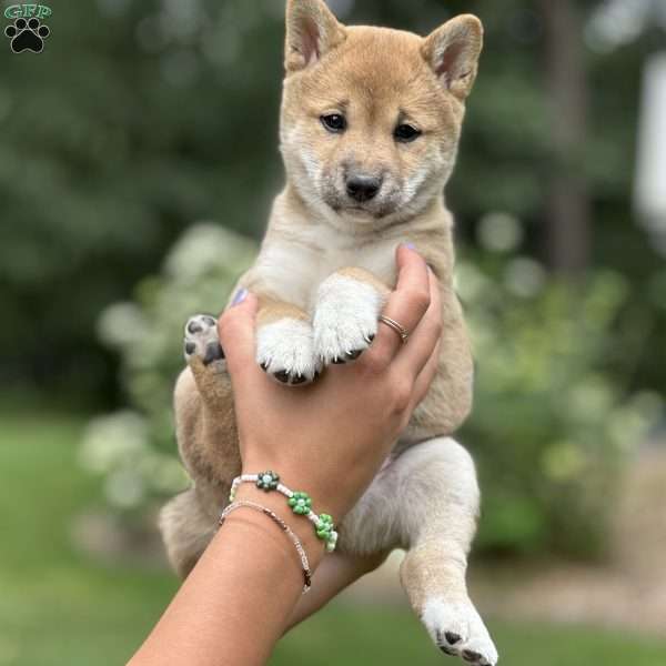 Lucy, Shiba Inu Puppy