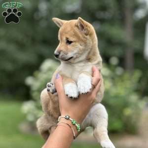 Lucy, Shiba Inu Puppy
