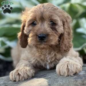 Ryan, Cavapoo Puppy