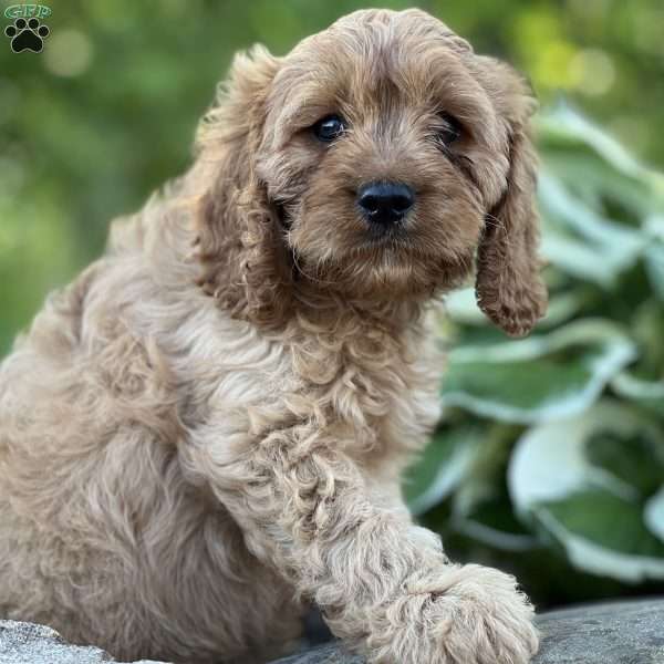 Ryan, Cavapoo Puppy
