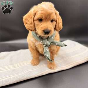 Bo, Goldendoodle Puppy
