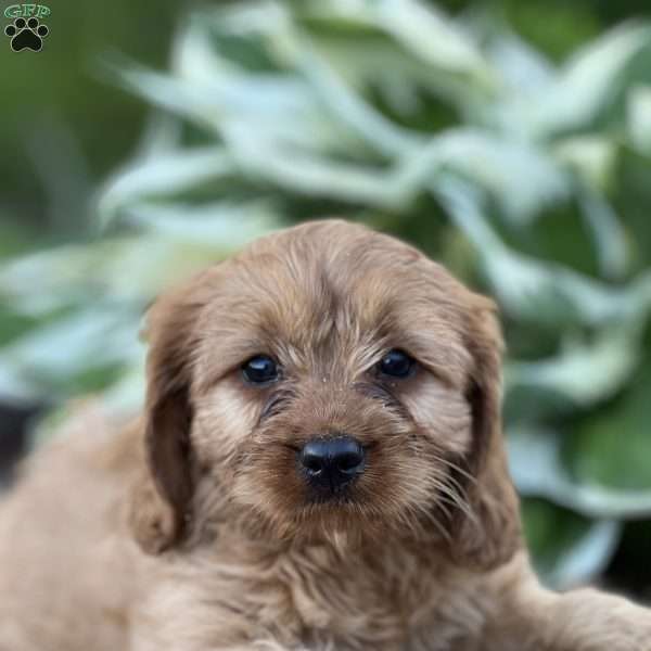 Rowan, Cavapoo Puppy
