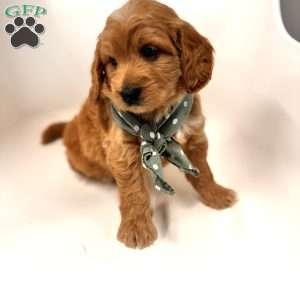 Bo, Goldendoodle Puppy