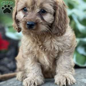 Rowan, Cavapoo Puppy