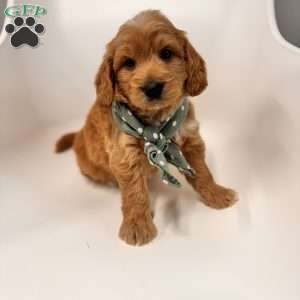 Bo, Goldendoodle Puppy