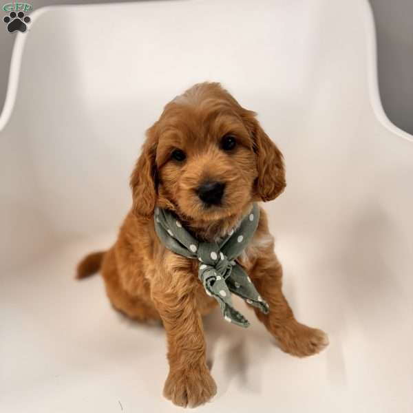 Bo, Goldendoodle Puppy