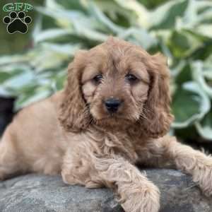 Rocco, Cavapoo Puppy