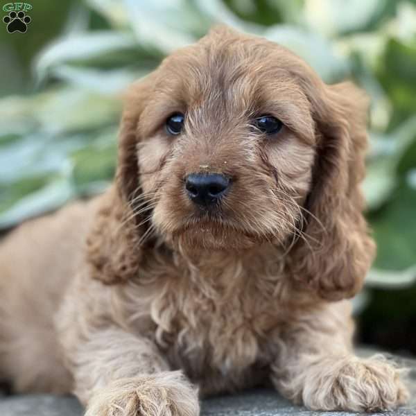 Rocco, Cavapoo Puppy