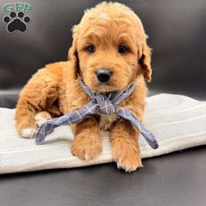 Ace, Goldendoodle Puppy