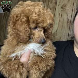 Tonya, Toy Poodle Puppy