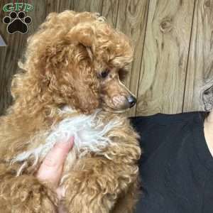 Tonya, Toy Poodle Puppy