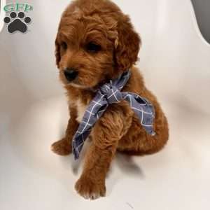 Ace, Goldendoodle Puppy