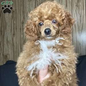 Tonya, Toy Poodle Puppy