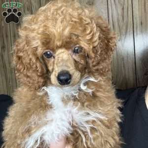 Tonya, Toy Poodle Puppy