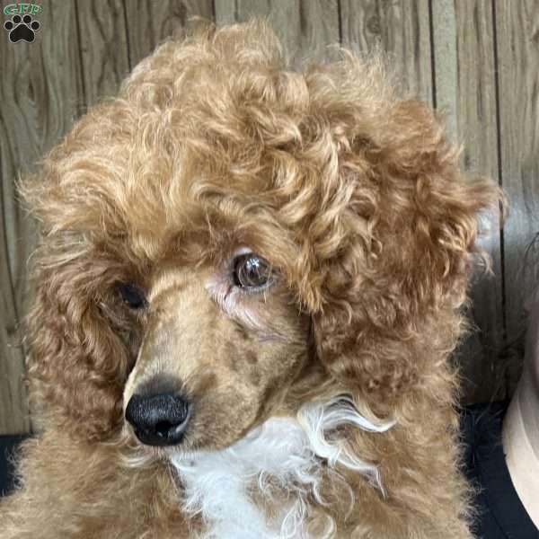 Tonya, Toy Poodle Puppy