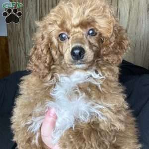 Tonya, Toy Poodle Puppy